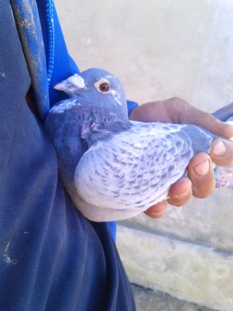  - Compartimentul de Matca 2018