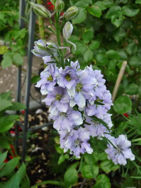  - Delphinium