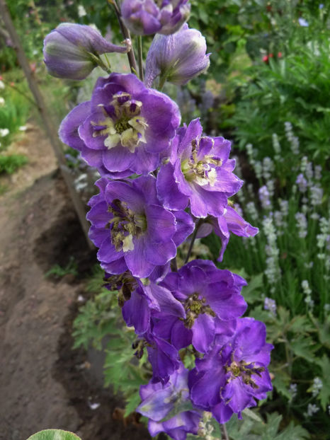  - Delphinium
