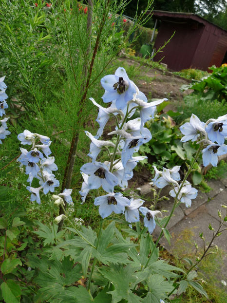  - Delphinium