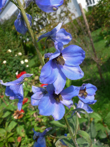  - Delphinium