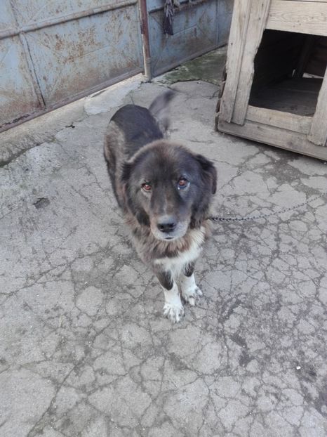  - Caini ciobanesc carpatin