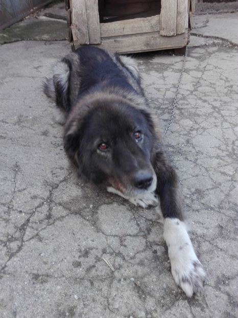  - Caini ciobanesc carpatin