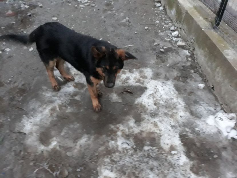 09.02.2018.. - Boss 2017