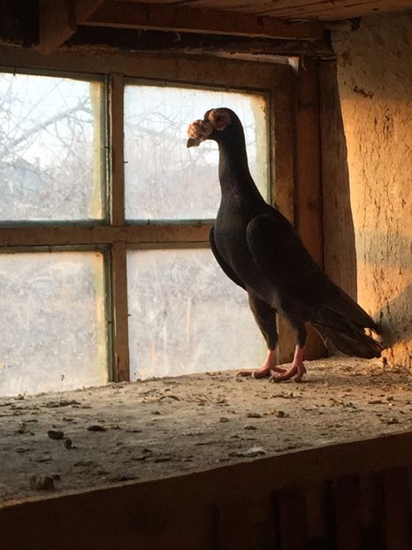 31361F17-422D-48A5-9675-7B1F3F050B51 - Carieri