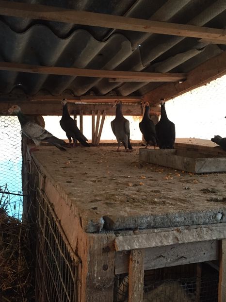 68625611-38DE-463D-AD19-2E4215FF7773 - Carieri