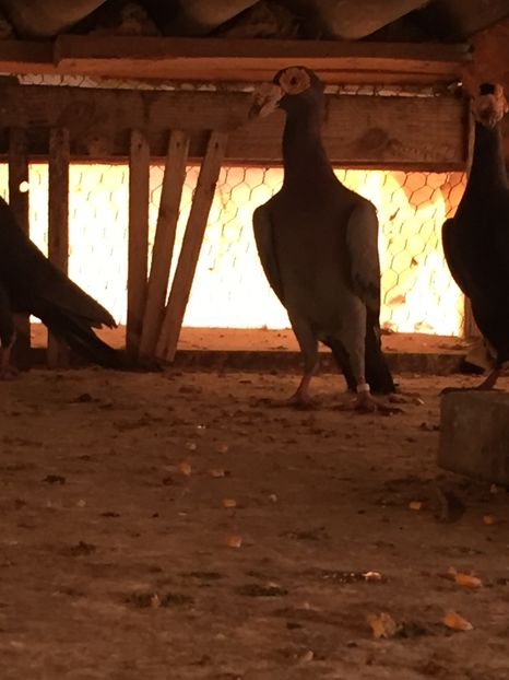 F6A7A5E3-BF69-4C2B-A71D-7B28551A8A80 - Carieri