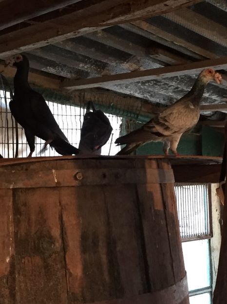 34694EDB-2130-46BB-95EB-323311E4805B - Carieri