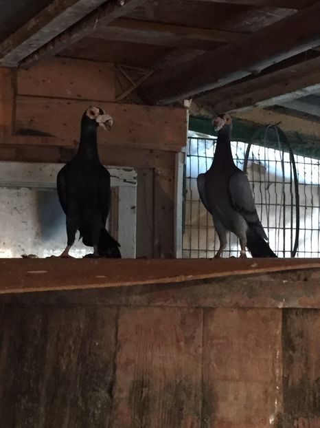 C2E00B29-1580-4687-A9DD-66E0E66751CB - Carieri