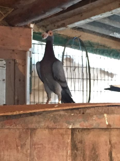 971C7B8A-6BAF-462F-A93C-C8A4AF89A05D - Carieri