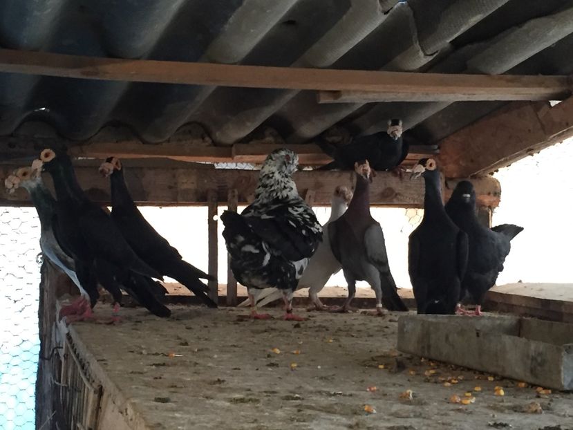 D250F911-7E4C-4CF4-A73E-23960A0DFCDB - Carieri