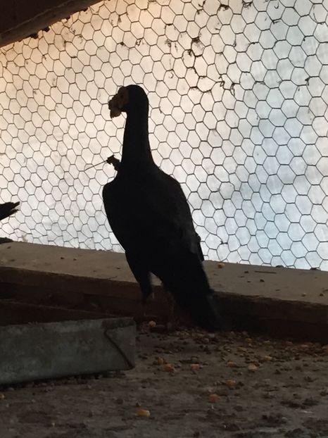 AE44D885-AE68-4E90-AB8B-06AE1247AA68 - Carieri