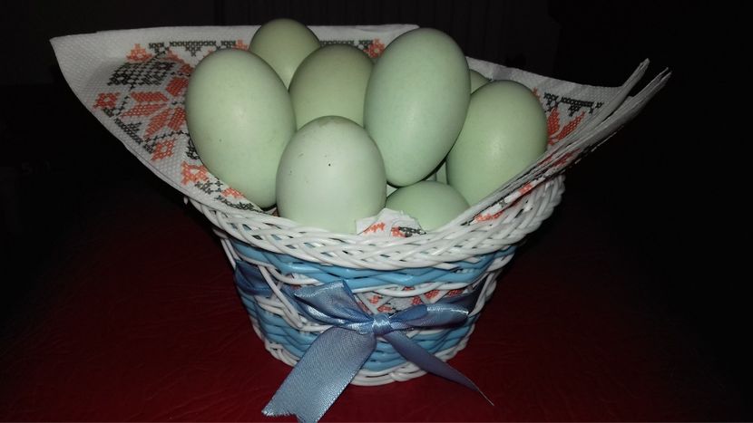  - OUA REPRODUCTIE 20 20