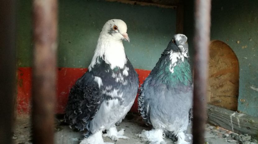  - Transport porumbei