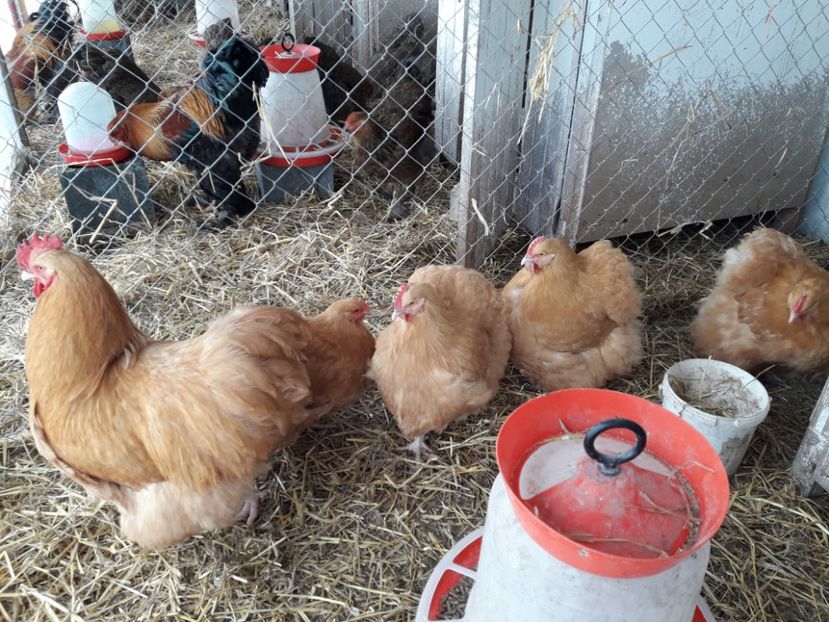  - G ORPINGTON GALBEN