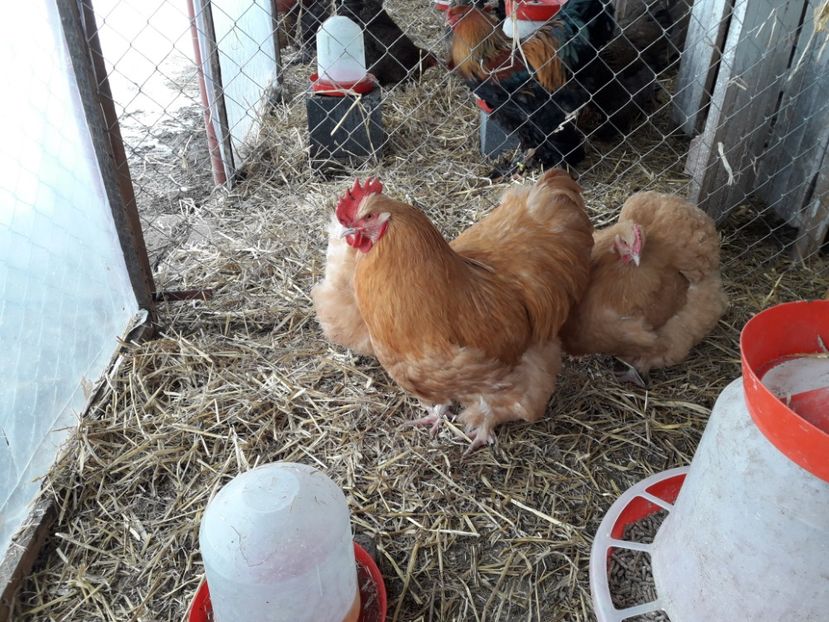  - G ORPINGTON GALBEN