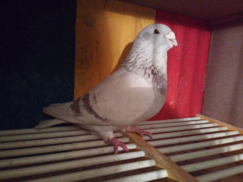 M2015 - 3MASCULI VRDF 2018