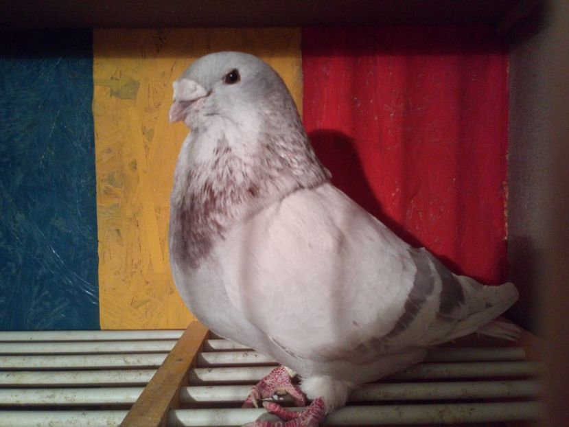  - 3MASCULI VRDF 2018