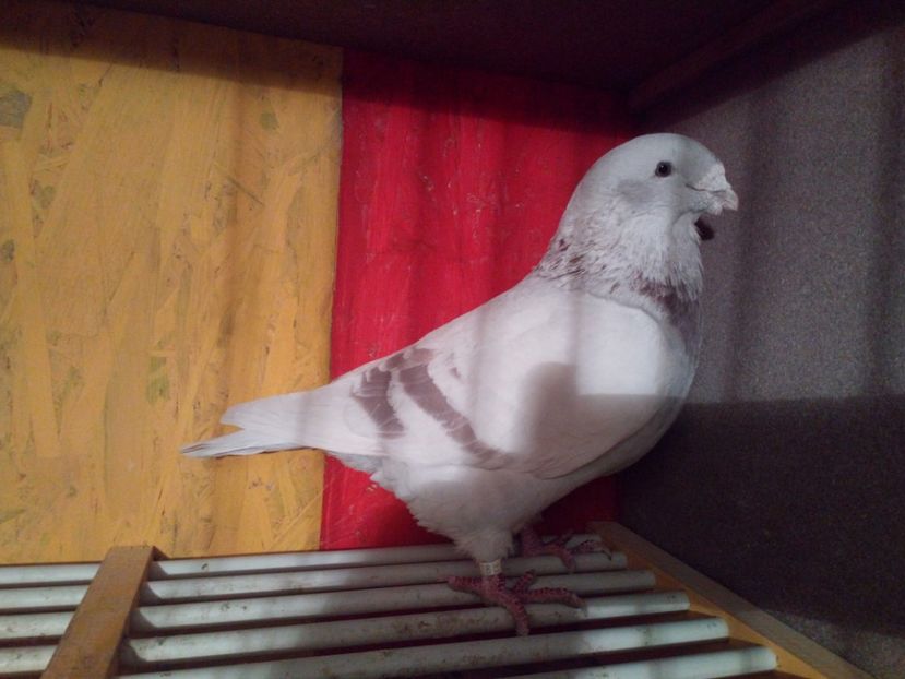 M2015 - 3MASCULI VRDF 2018