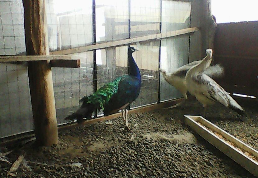 received_1314881265301875 - P---PAUNI 2016-2018