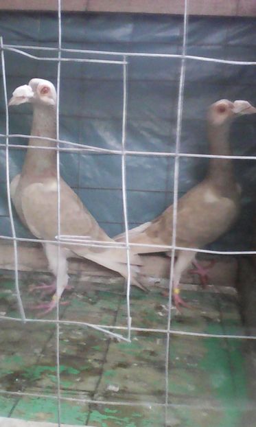  - CONTACT 0729044544