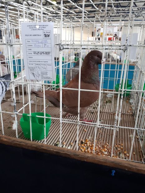 Masc 2016 - Expo Brasov 2018!