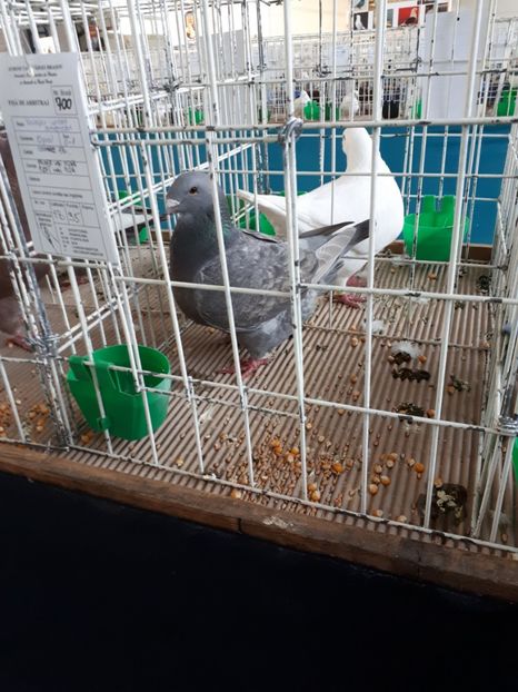 Fem 2016 - Expo Brasov 2018!