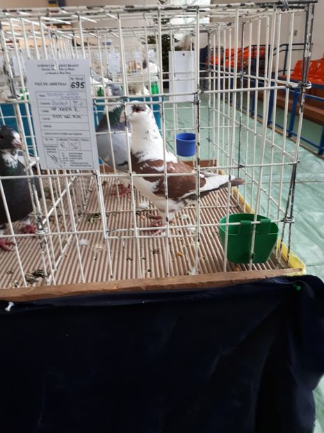 Masc 2017 - Expo Brasov 2018!