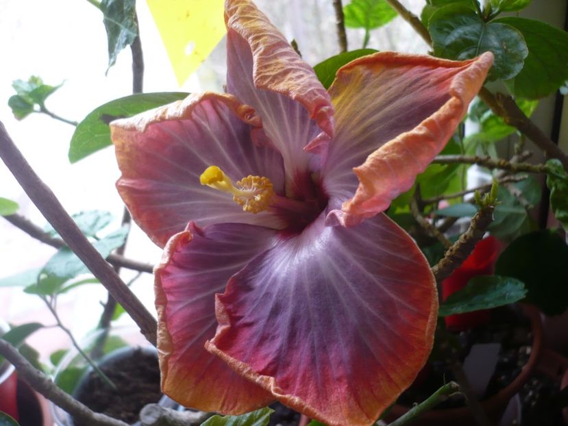 P1360202 - HIBISCUSI 2018-1