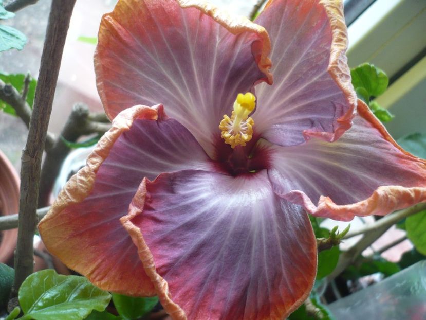 P1360204 - HIBISCUSI 2018-1