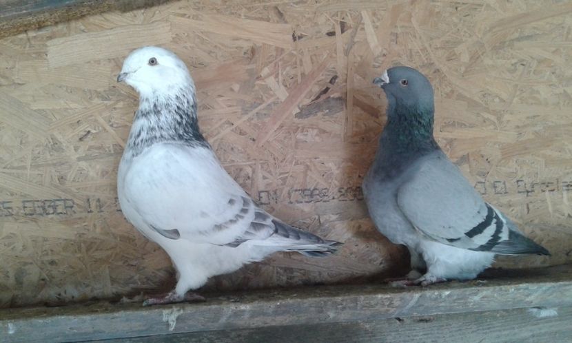  - Cuci -Albastri- Matca 2018