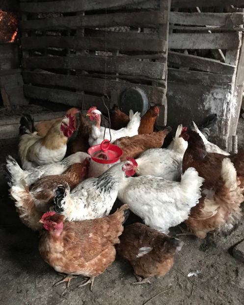 0778B106-B74F-40ED-AF36-7B3DF3150A04 - Cocosi si gaini matca - 2018