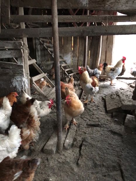 12894B28-DA81-478E-B5FF-17560C51EF07 - Cocosi si gaini matca - 2018