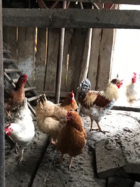 97AAA1D7-9A5D-4923-93F9-8D77E1C8E48C - Cocosi si gaini matca - 2018