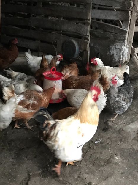 C9F86B4C-810D-4A56-964B-73DB8CDC2038 - Cocosi si gaini matca - 2018