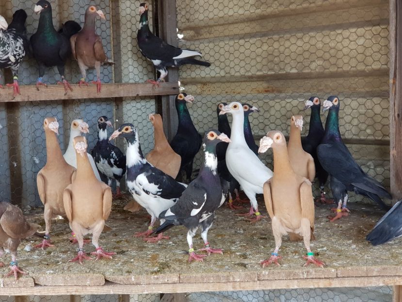  - MATCA CARIERI 2018