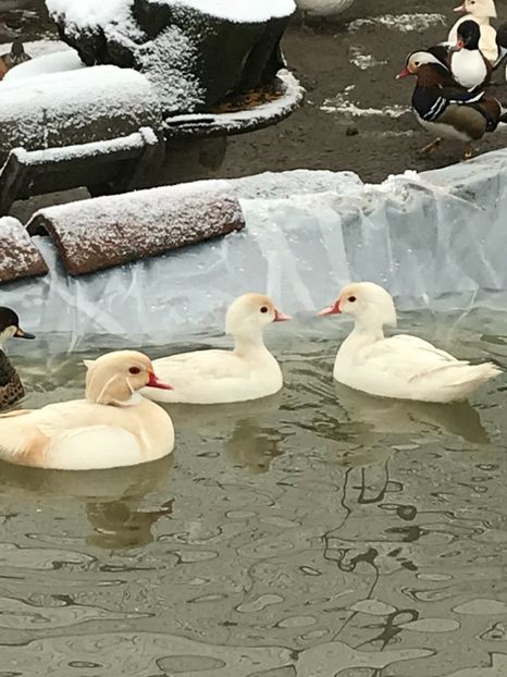 E16B2276-75C0-48E9-9B59-7C6C734003D6 - Rate Caroline Albe