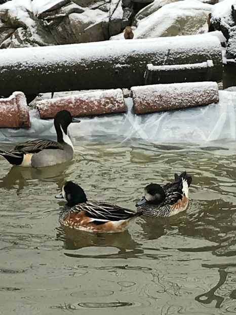 682496AA-919A-4309-9C94-E0DC3C890DCB - Rata Fluieratore  De Chile