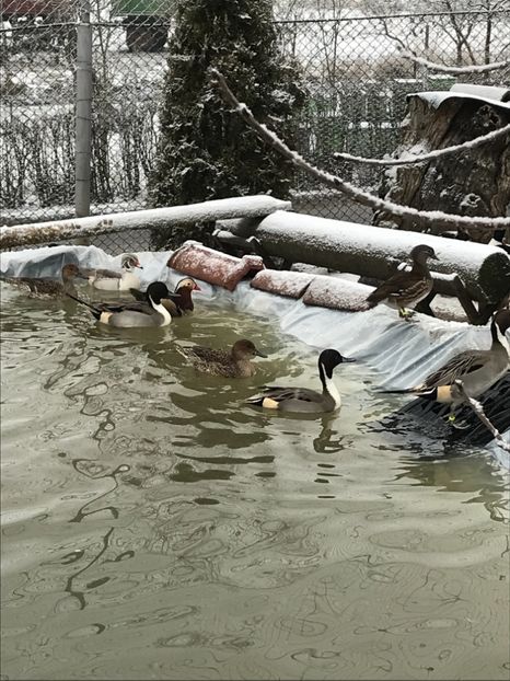 4E831D7D-FDB6-4374-9765-7934BBC7C597 - Rata Sulitar