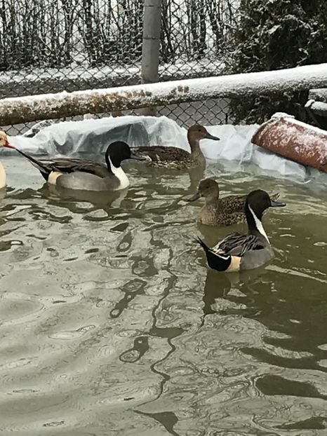 63799F95-7F05-4337-80CE-24F93F090F2B - Rata Sulitar