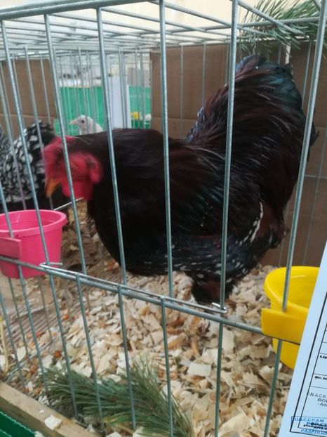  - wyandotte portelan pitic-bantam