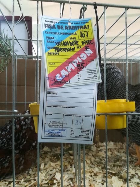  - wyandotte portelan pitic-bantam