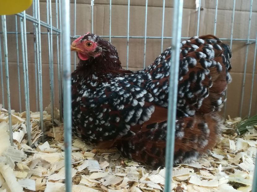  - wyandotte portelan pitic-bantam