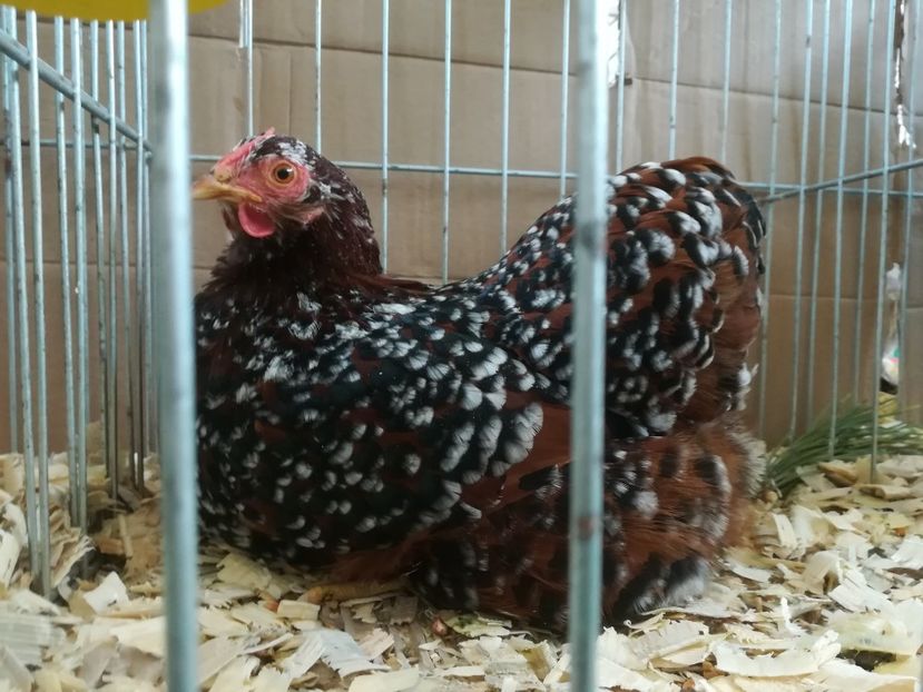  - wyandotte portelan pitic-bantam