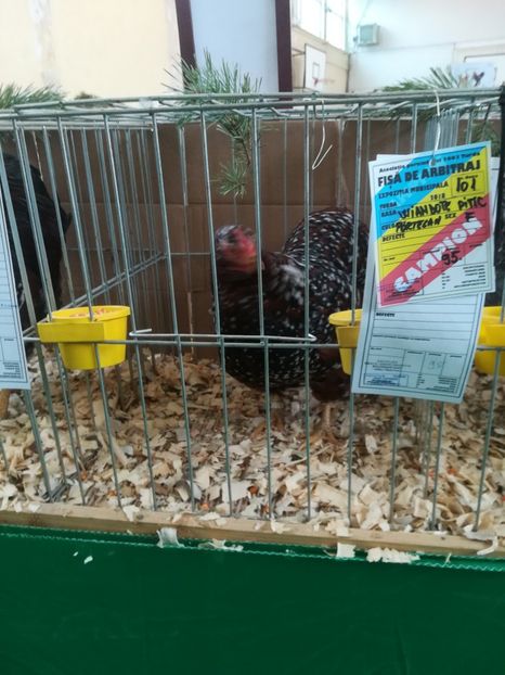  - wyandotte portelan pitic-bantam