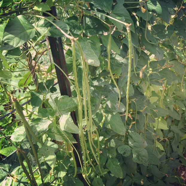 fasole-la-metru - Comanda seminte legume - 2018