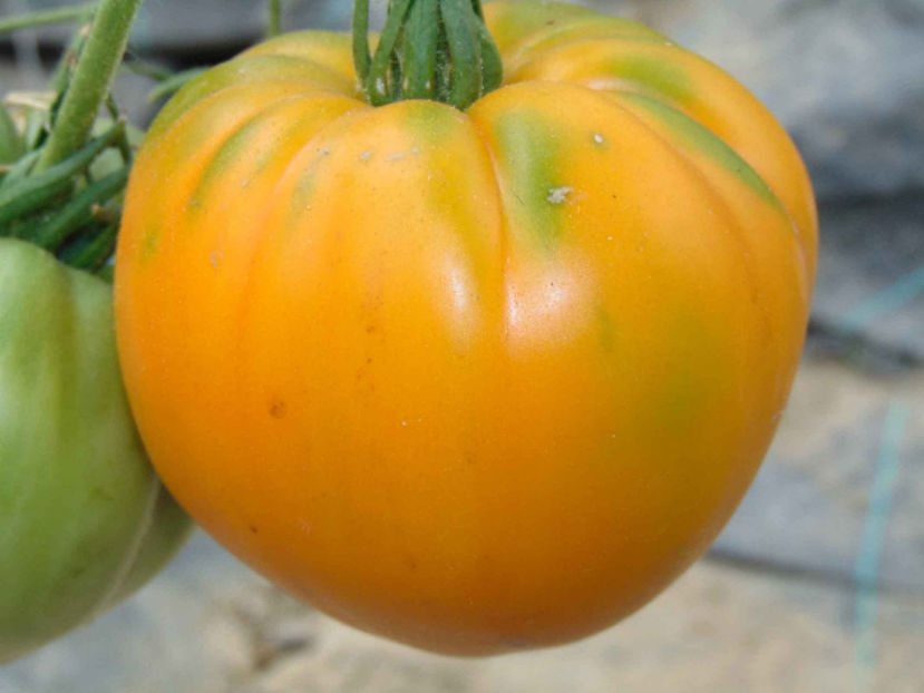 Orange-Strawberry - Comanda seminte legume - 2018