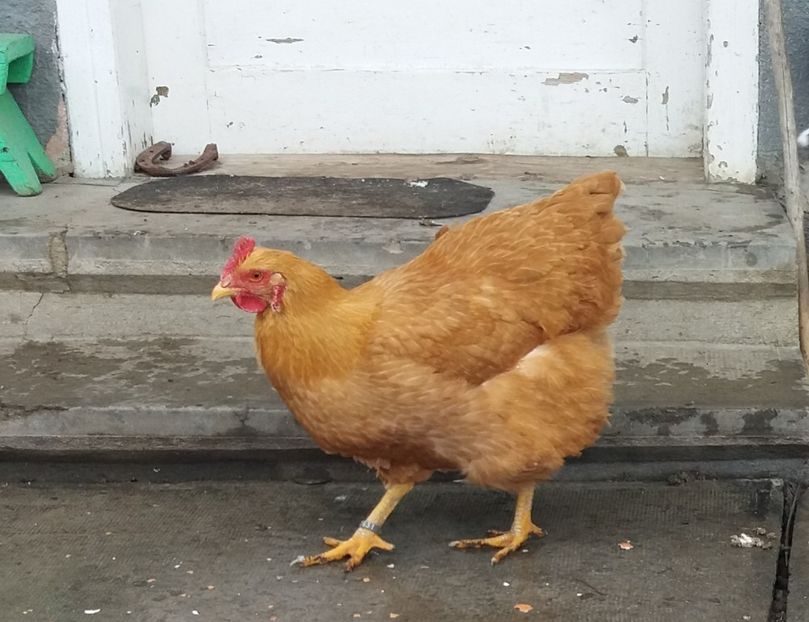  - 3 Plymouth rock buff 2014-2022 arhiva