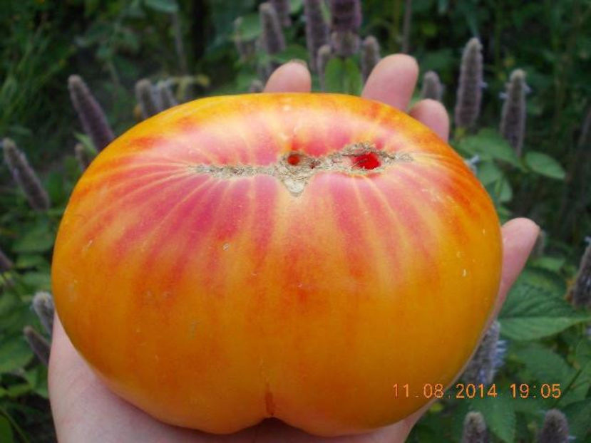 Rosii bicolore Orange Russian - Comanda seminte legume - 2018