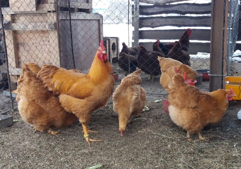  - 3 Plymouth rock buff 2014-2022 arhiva